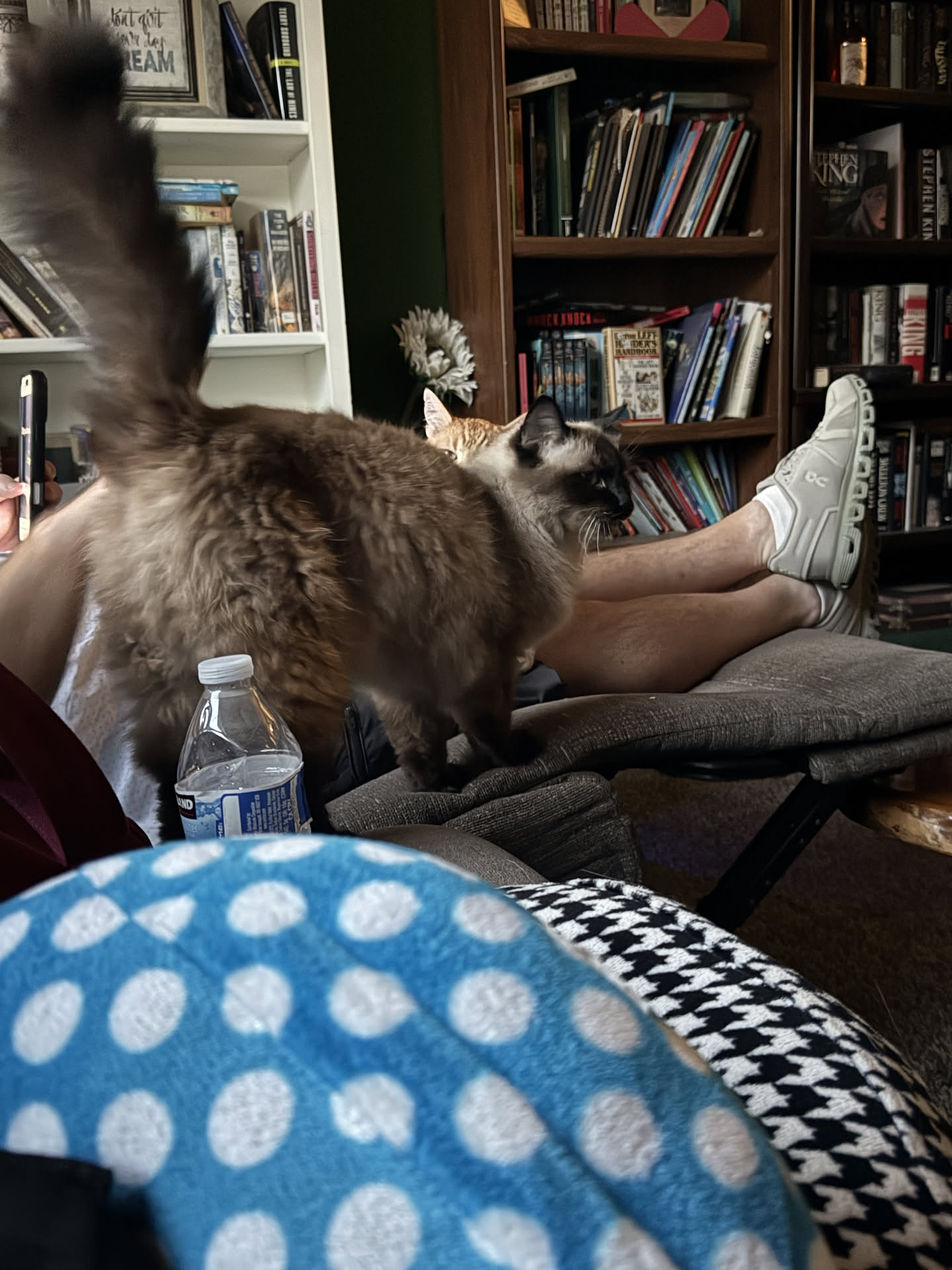 The cats are thrilled we’re home.