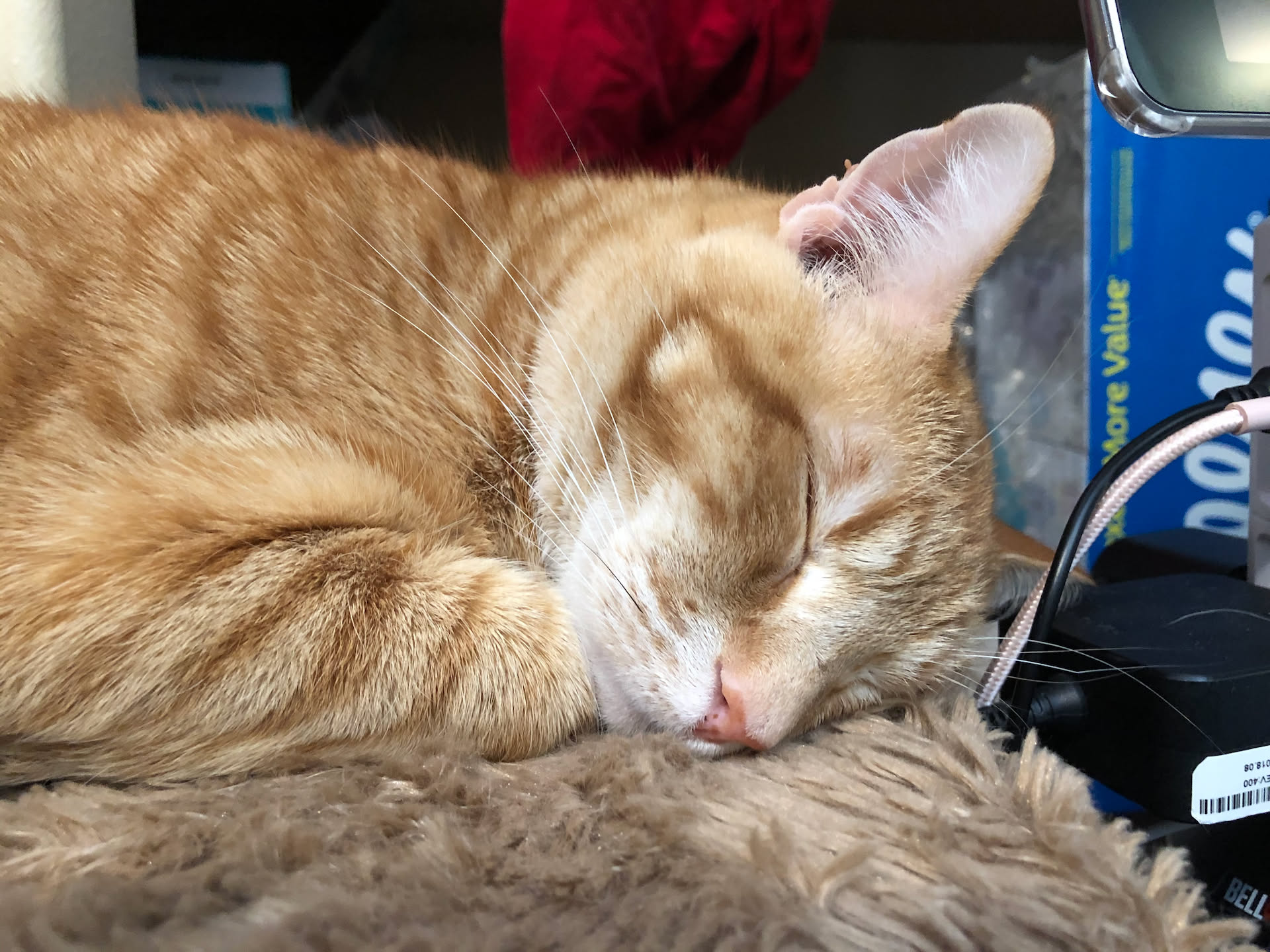Tater fell asleep next to Deanna while she worked.