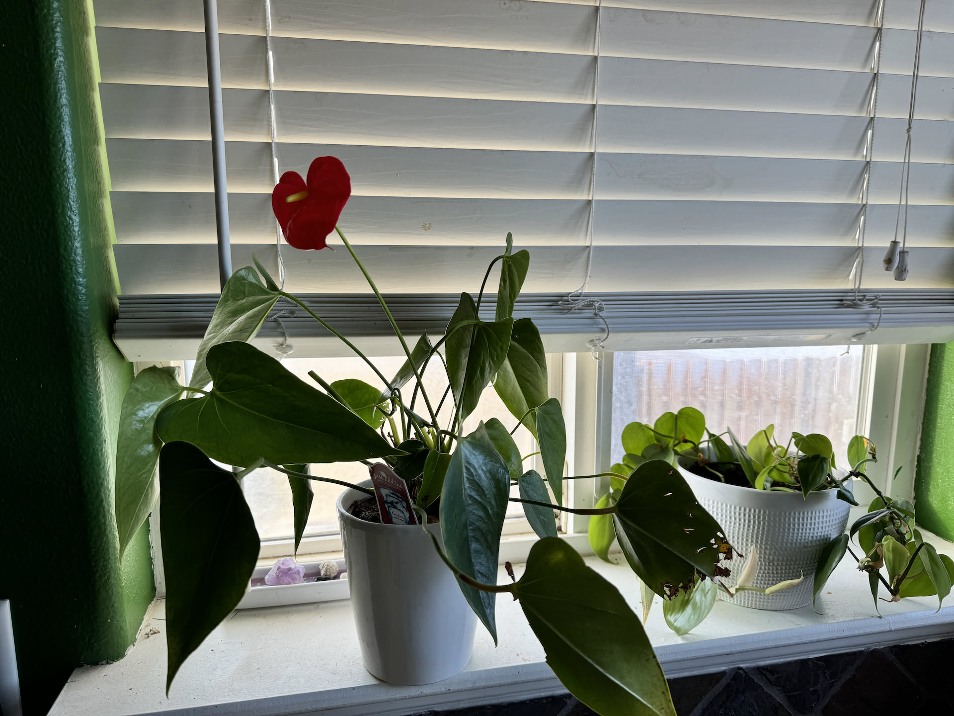 One of our plants in the window is flowering.
