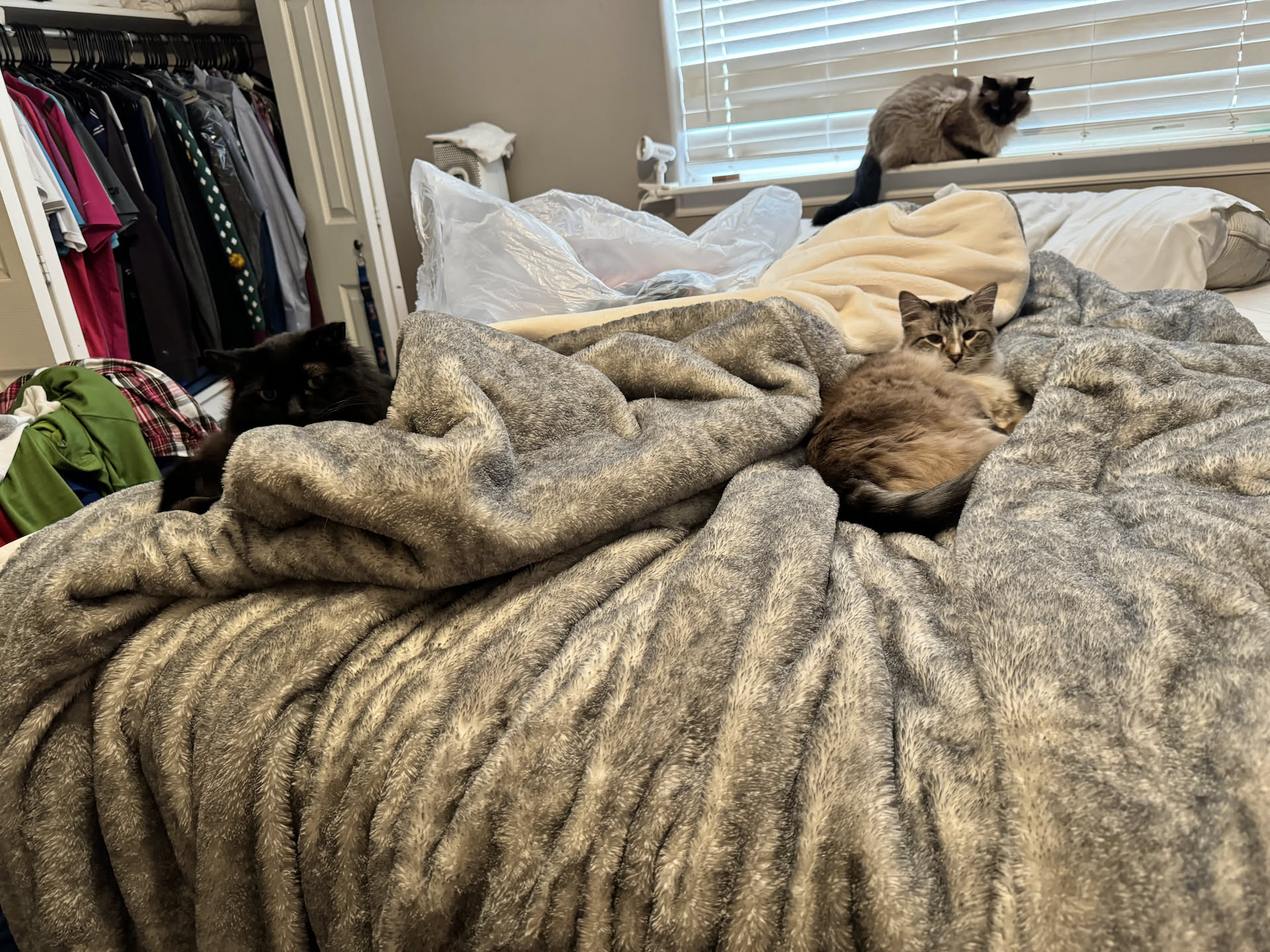 Our messy bed, but this soft UGG blanket is where the cats love to hang out.