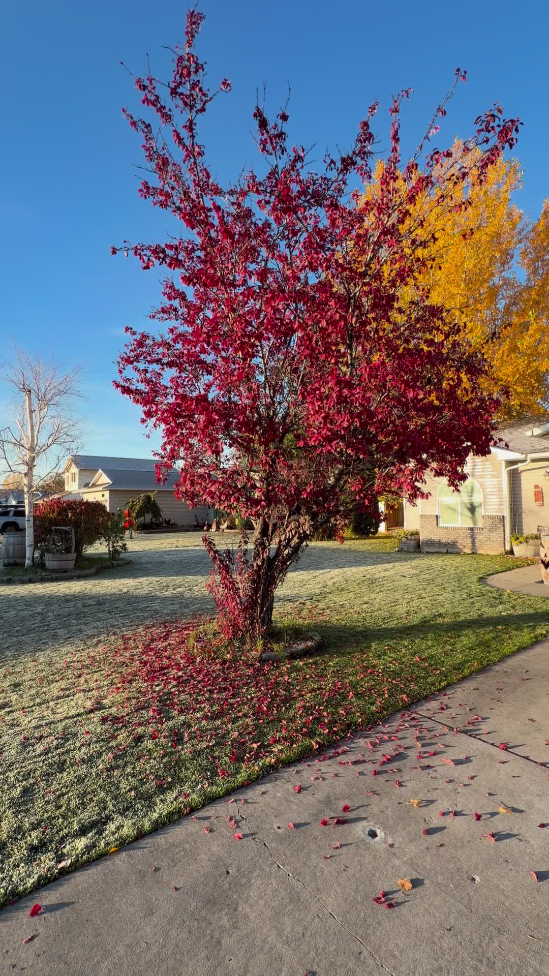 Falling leaves