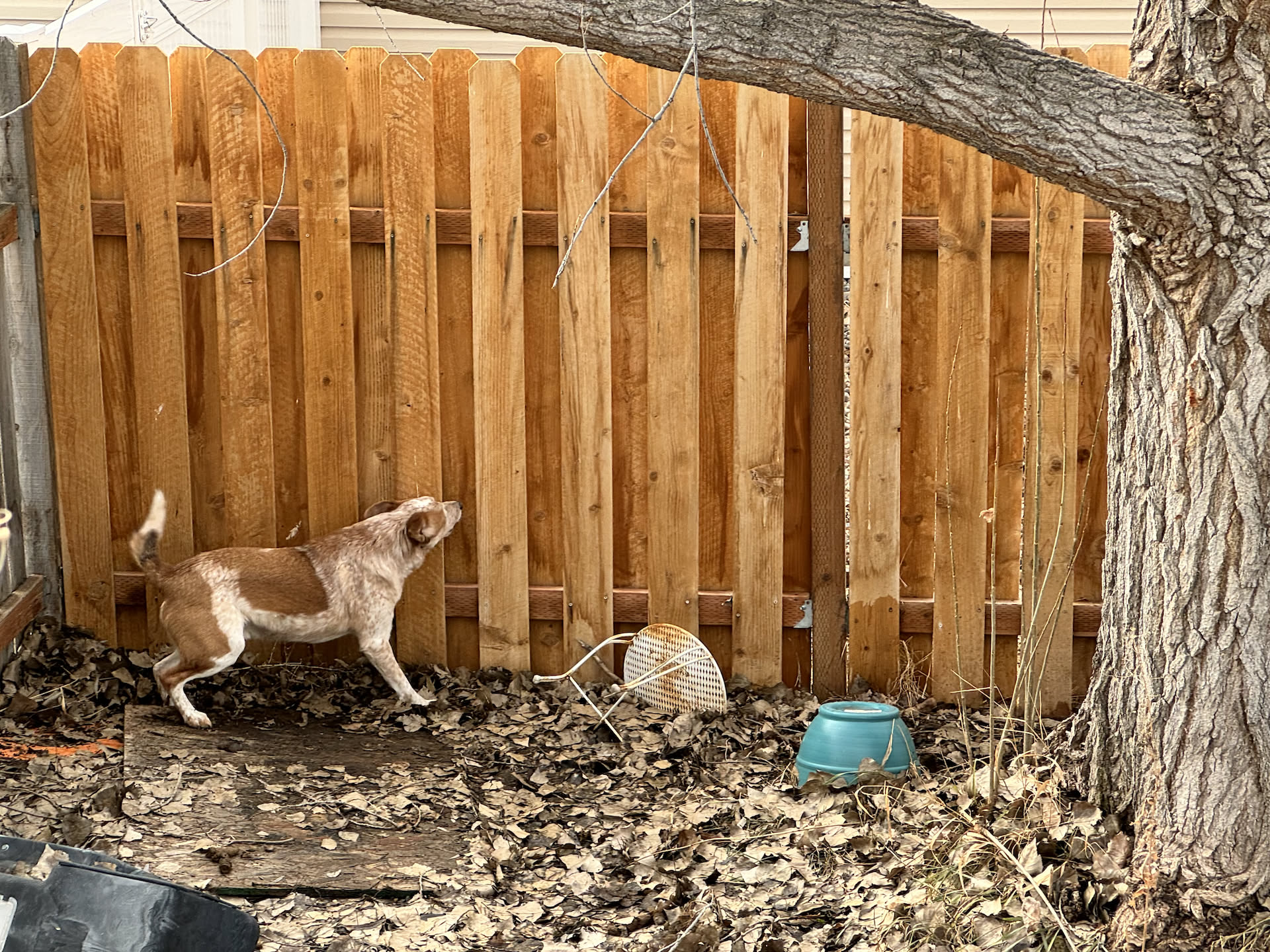 Loki and is normal routine… barking and talking with the neighbor dogs.