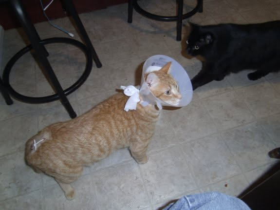 Tater back from the vet… He now has to wear the cone of shame because he is naughty.
