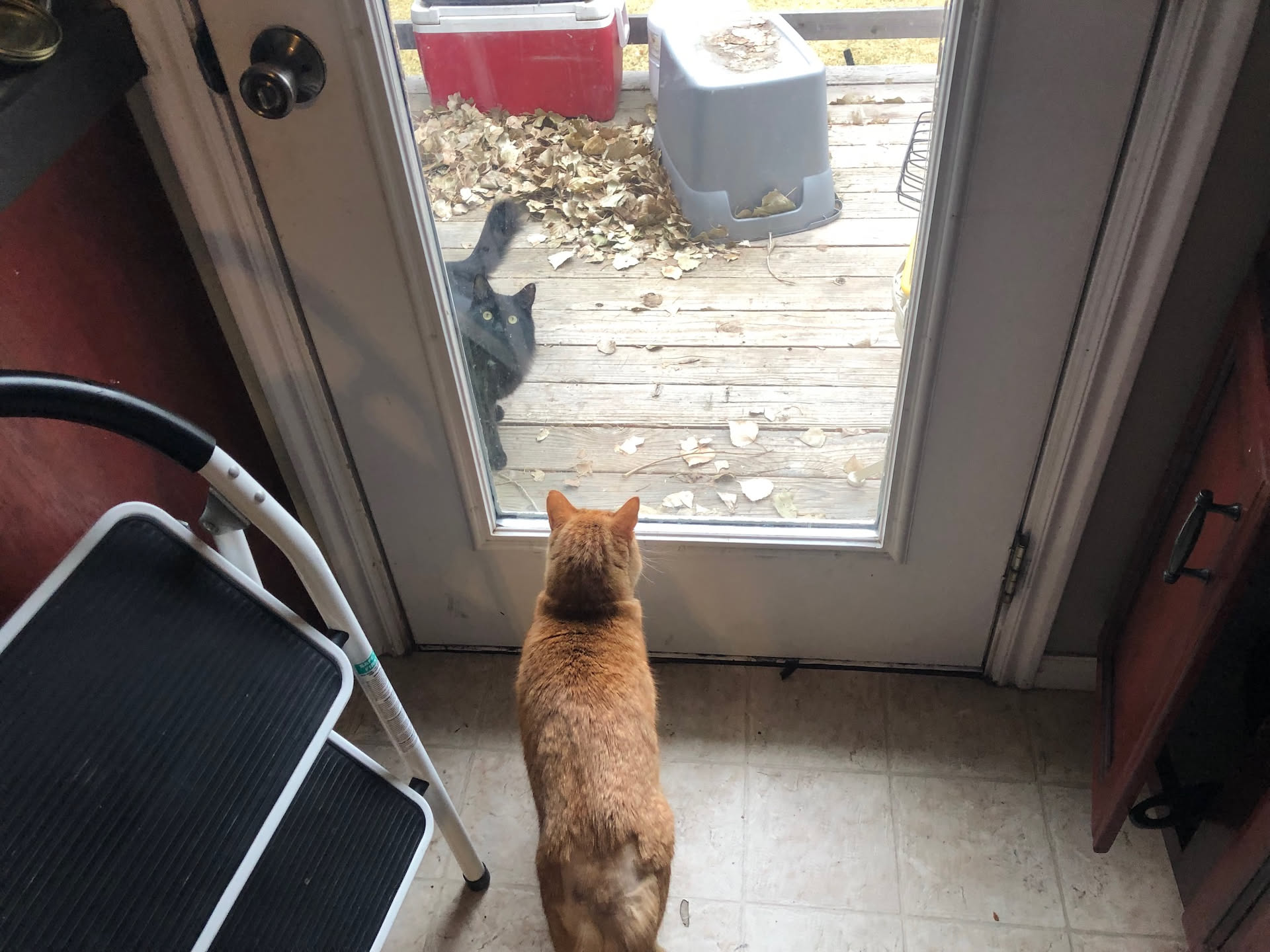 Gotham…. How did you get outside?!