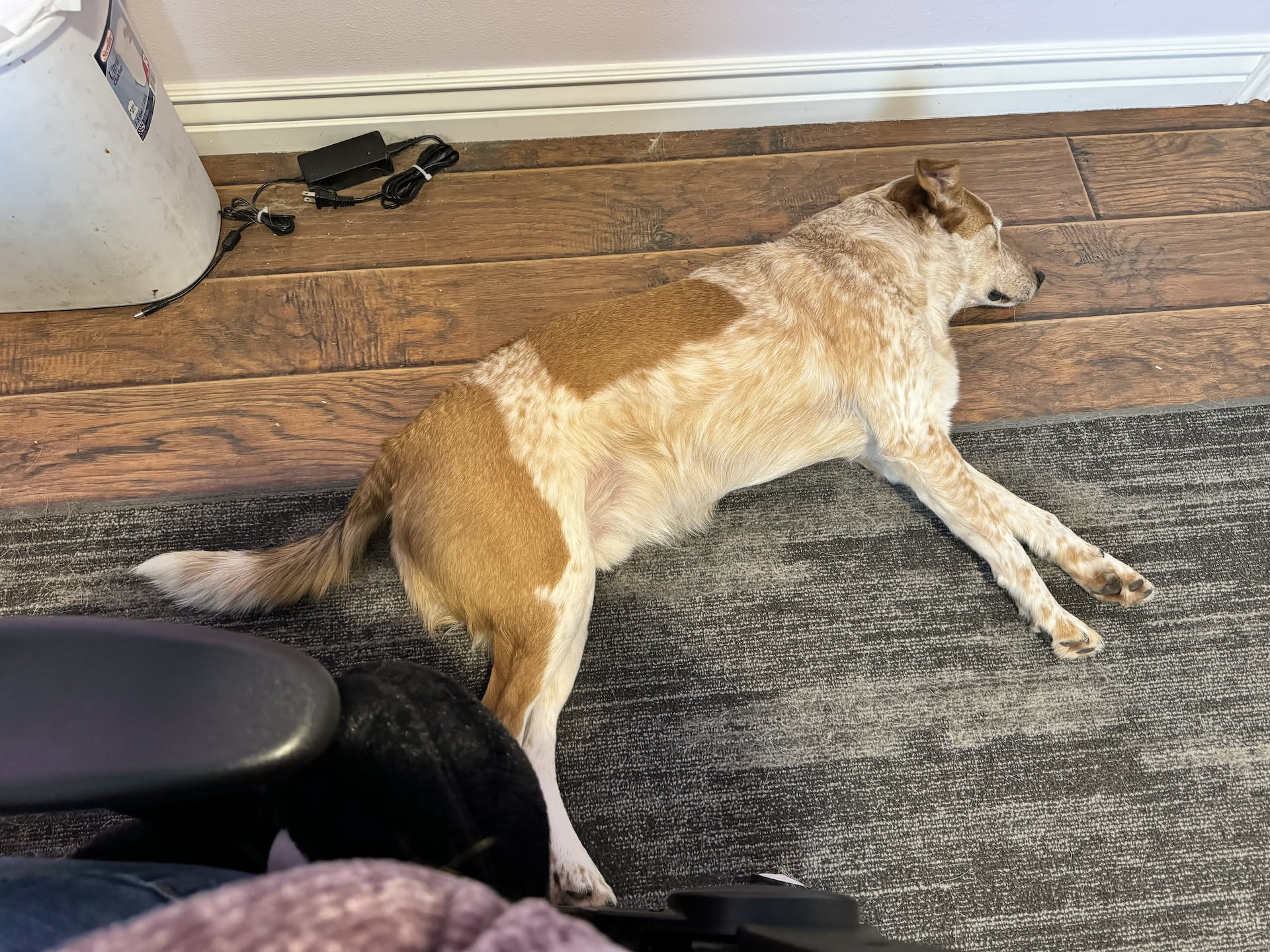 Loki so bored waiting for mom to get off work.