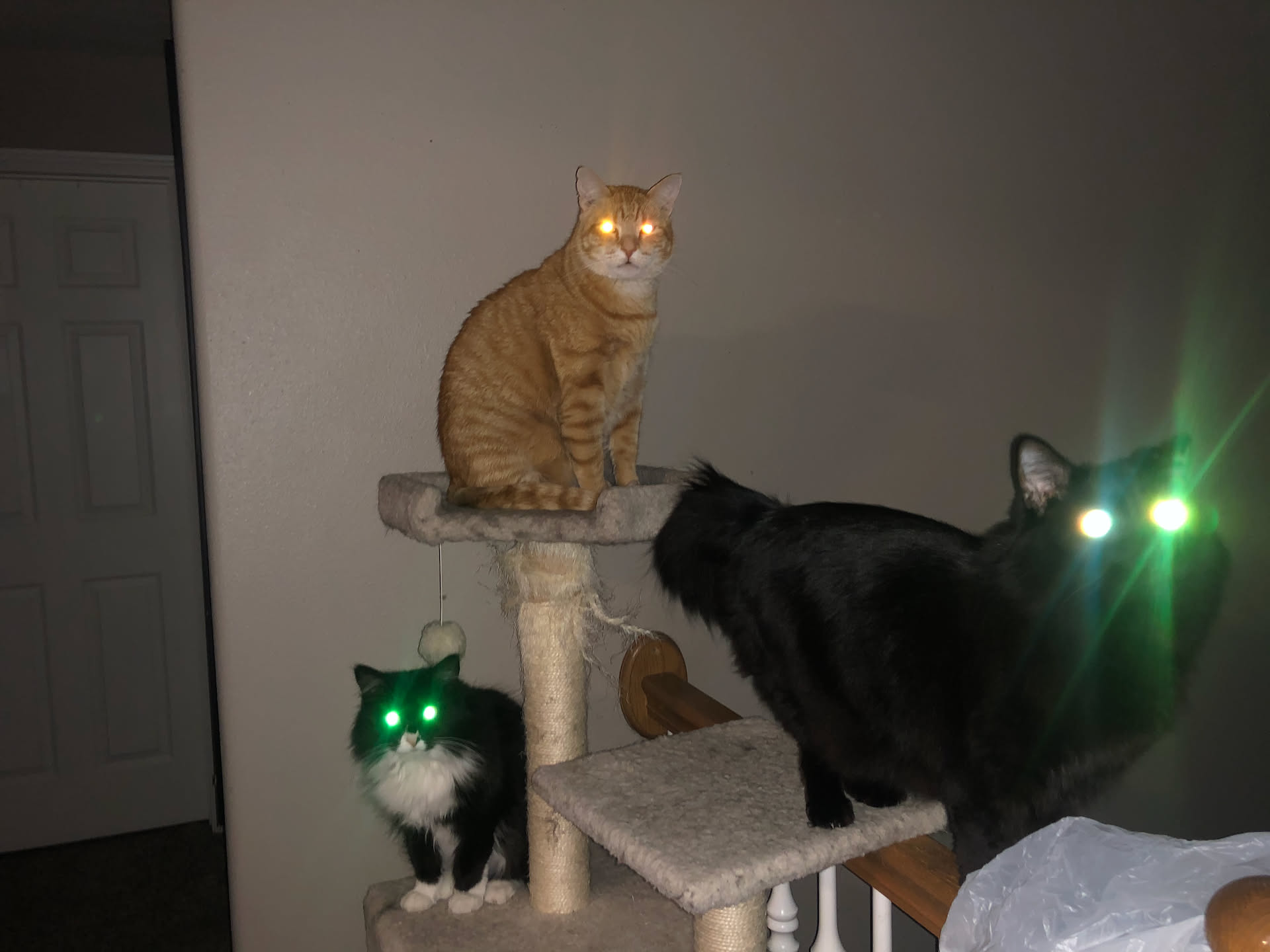 Laser eye’d cats saying good morning… or, we are out of food.