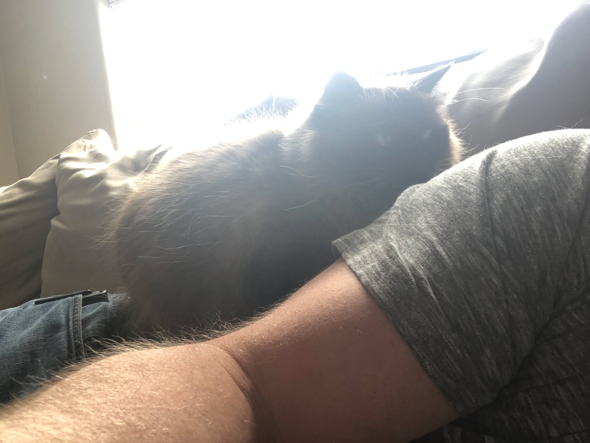Oakleigh decided to lay on me on a quick nap I took.