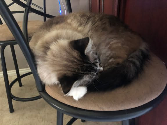 Doing what he does best… Always sleeping.