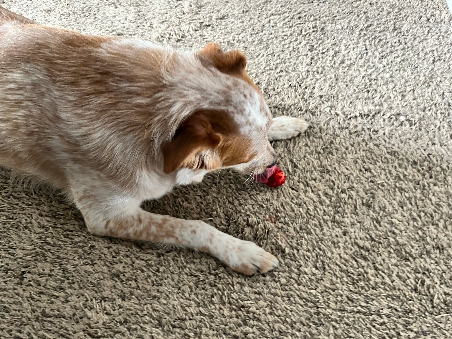 Loki trying a strawberry… and ended up loving it.