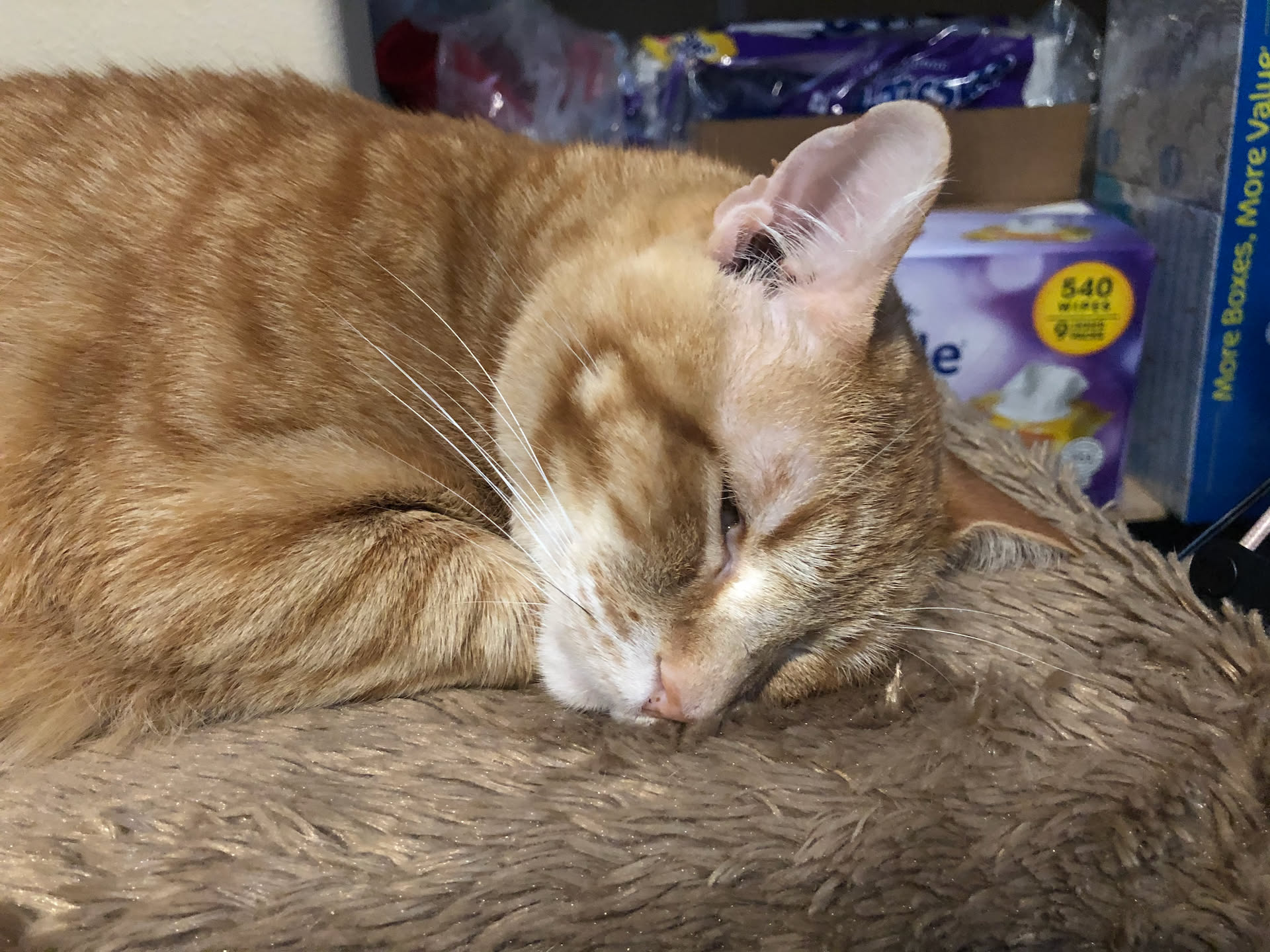 Tater sleeping next to mom while she works.