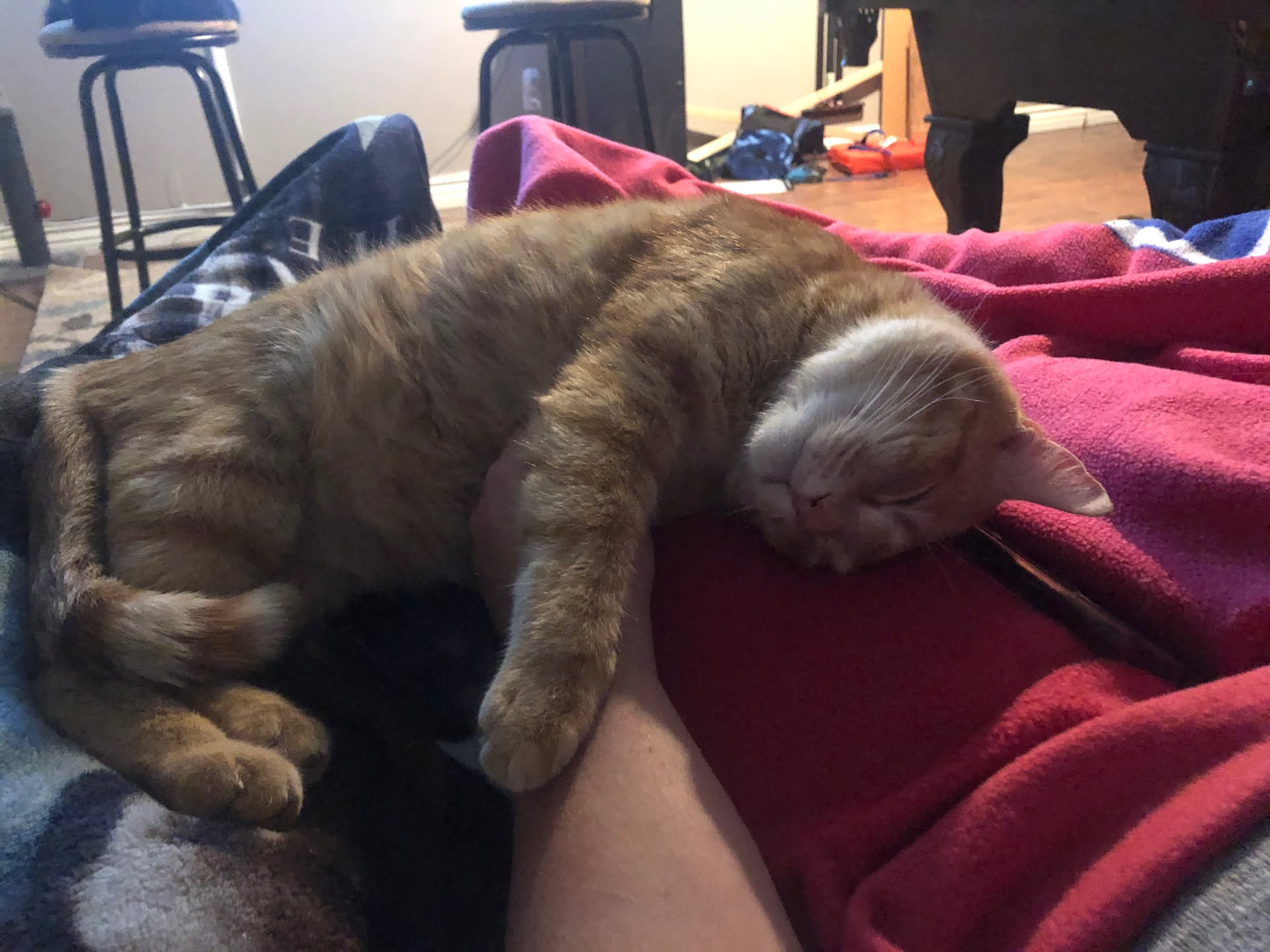 Finish the evening with some cat cuddles and tv.