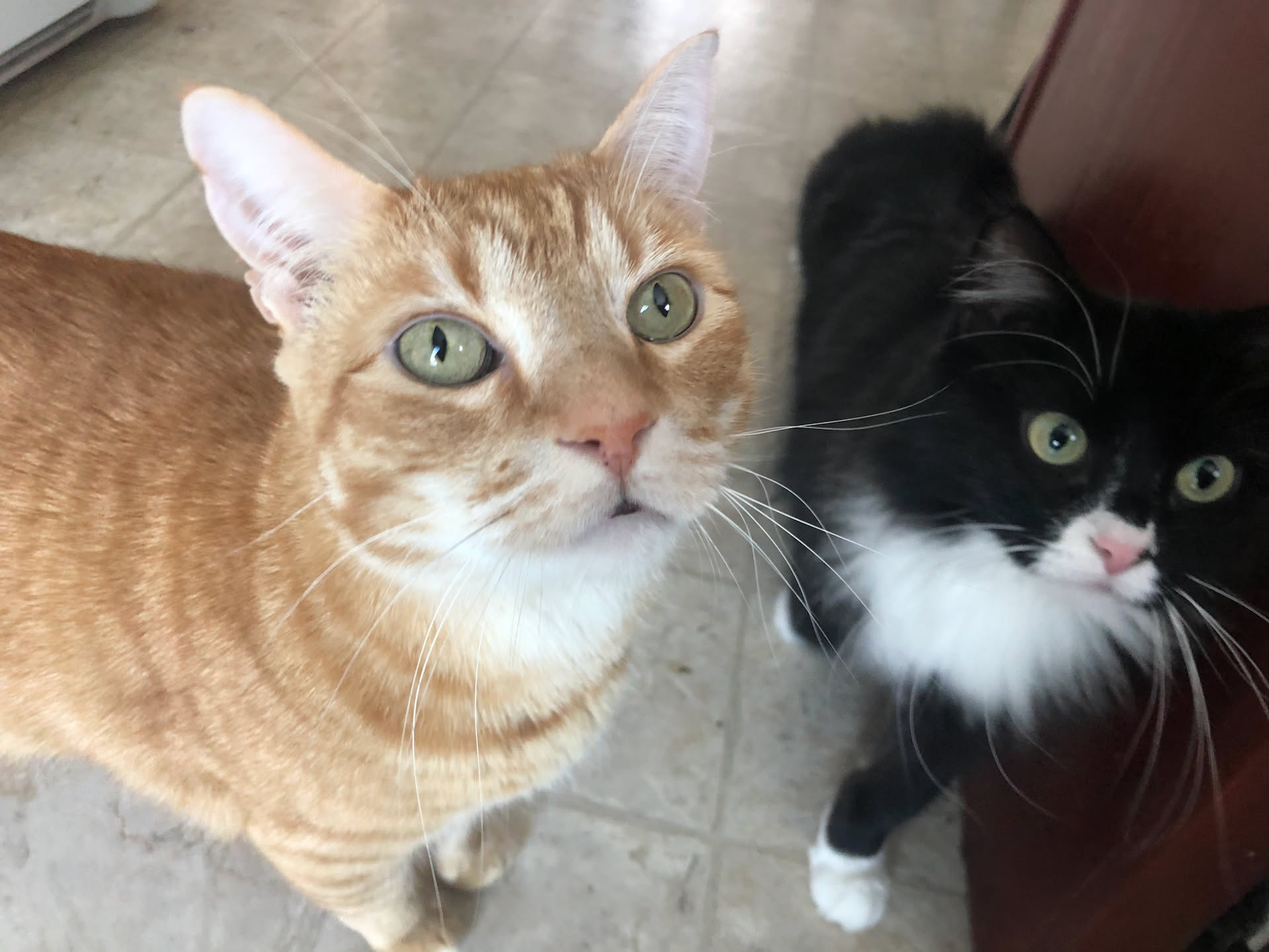 Pickles wanted to get in on the picture too… she loves him