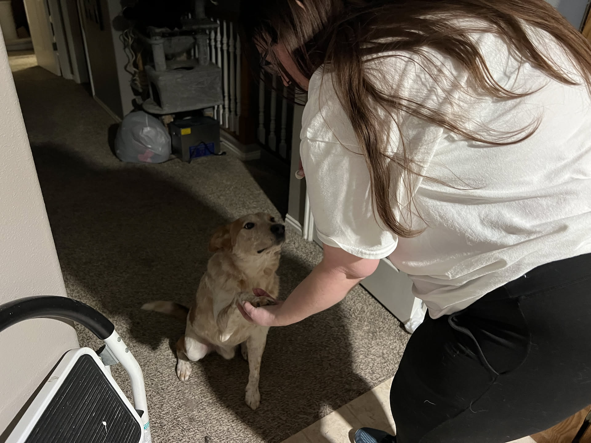Loki shaking hands for a treat.