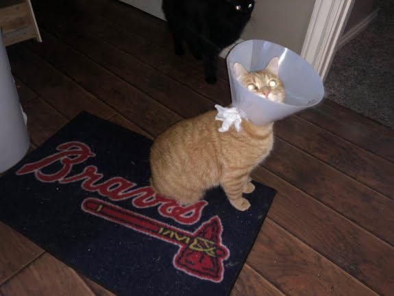 Tater came home from the vet today… he is in pain, but he is super happy to be home.