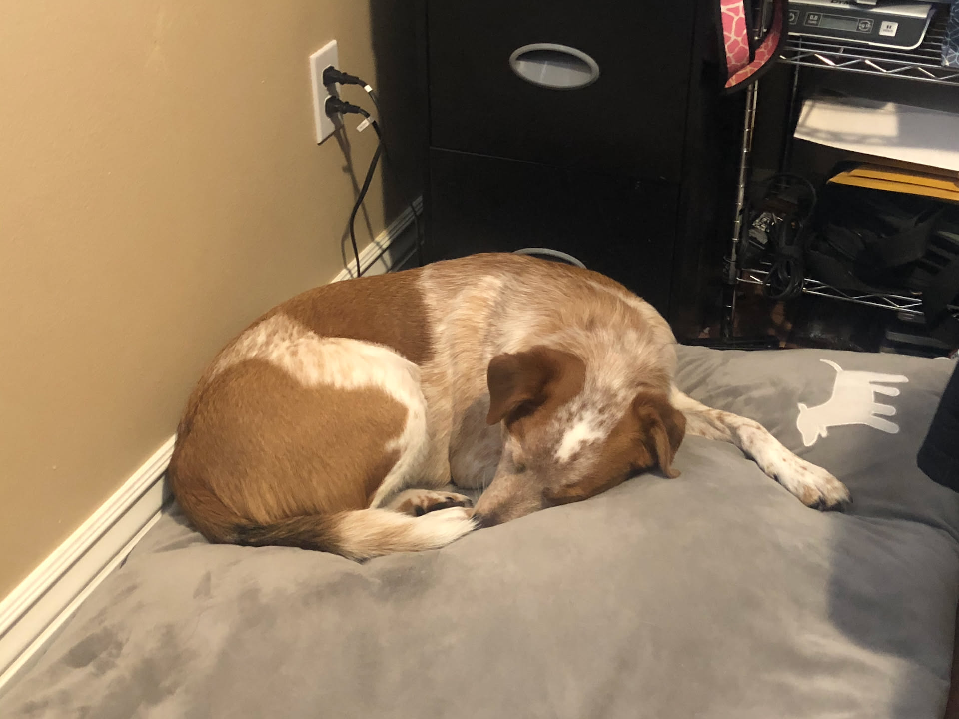 We also put some extra padding in Loki’s bed in our office so he is more comfortable while he sleeps.