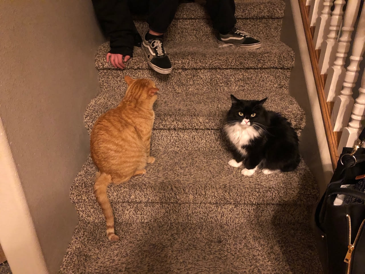 Cats greeting us when we got home