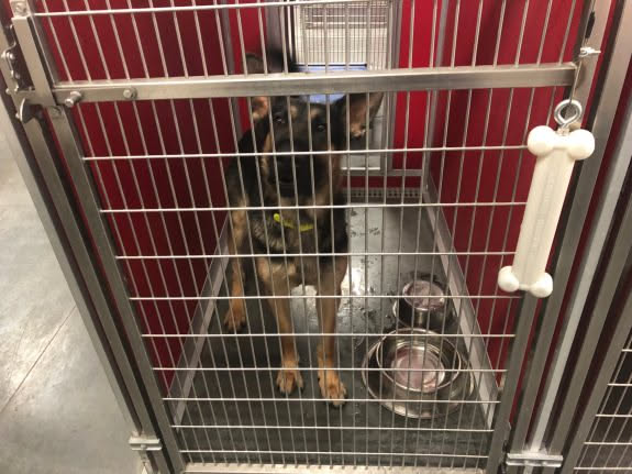 For some reason, Deanna fell for this dog… I liked another one in there… but honestly I could have loved most of them.