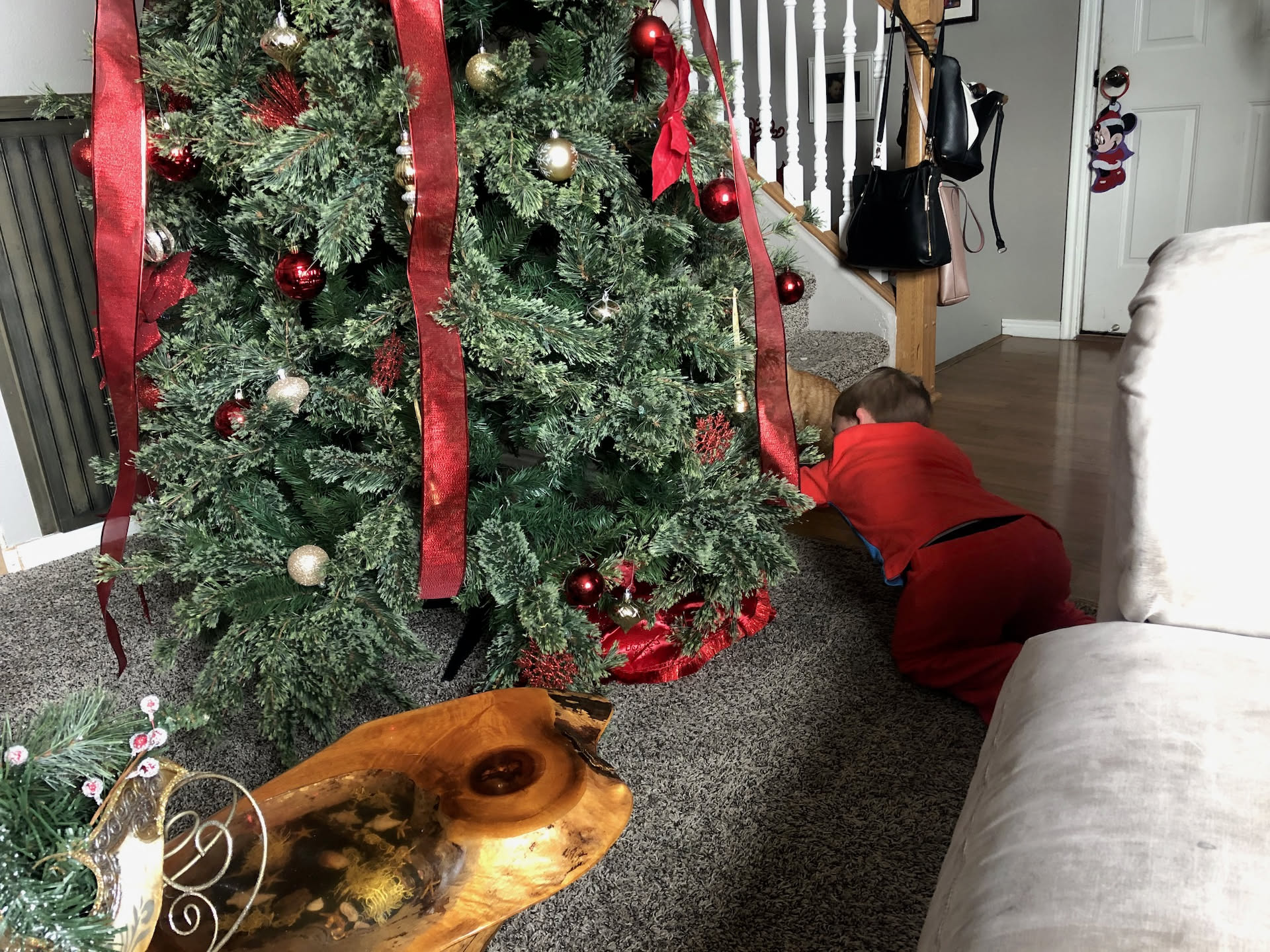 Ethan playing with the cats under the tree.