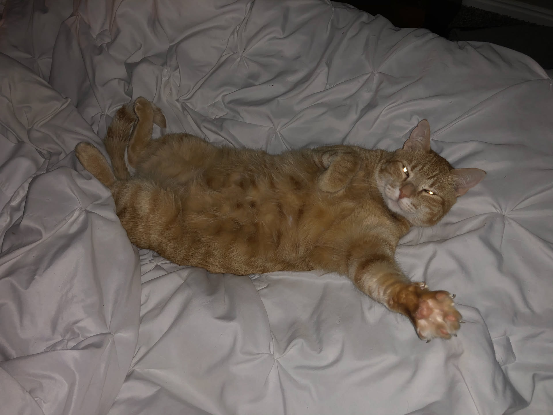 Tate all comfy saying Good Morning