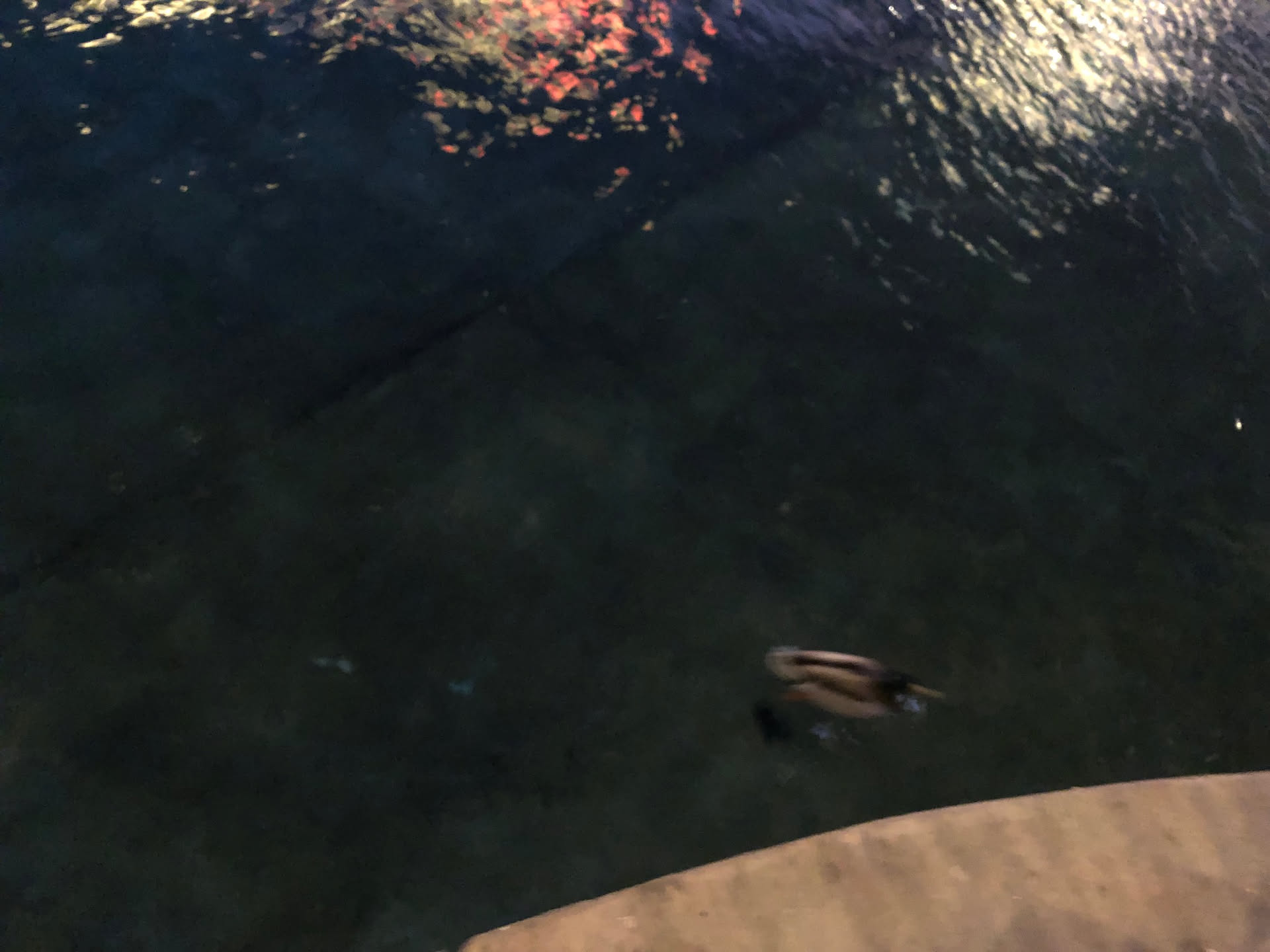 Stopped at the Bellagio to watch the fountain and a duck swam right up to us.