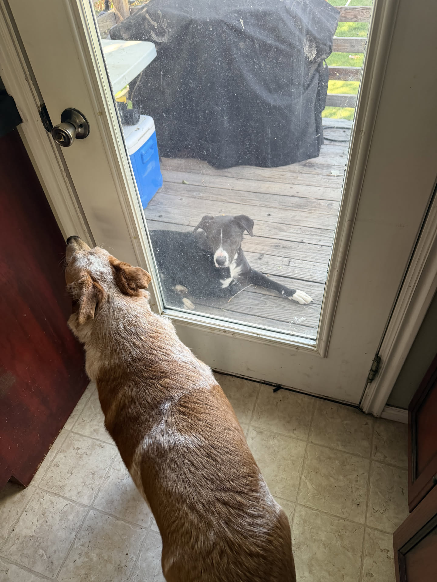 So, some random dog just came to our house and is chilling on our porch wanting to play with Loki.
