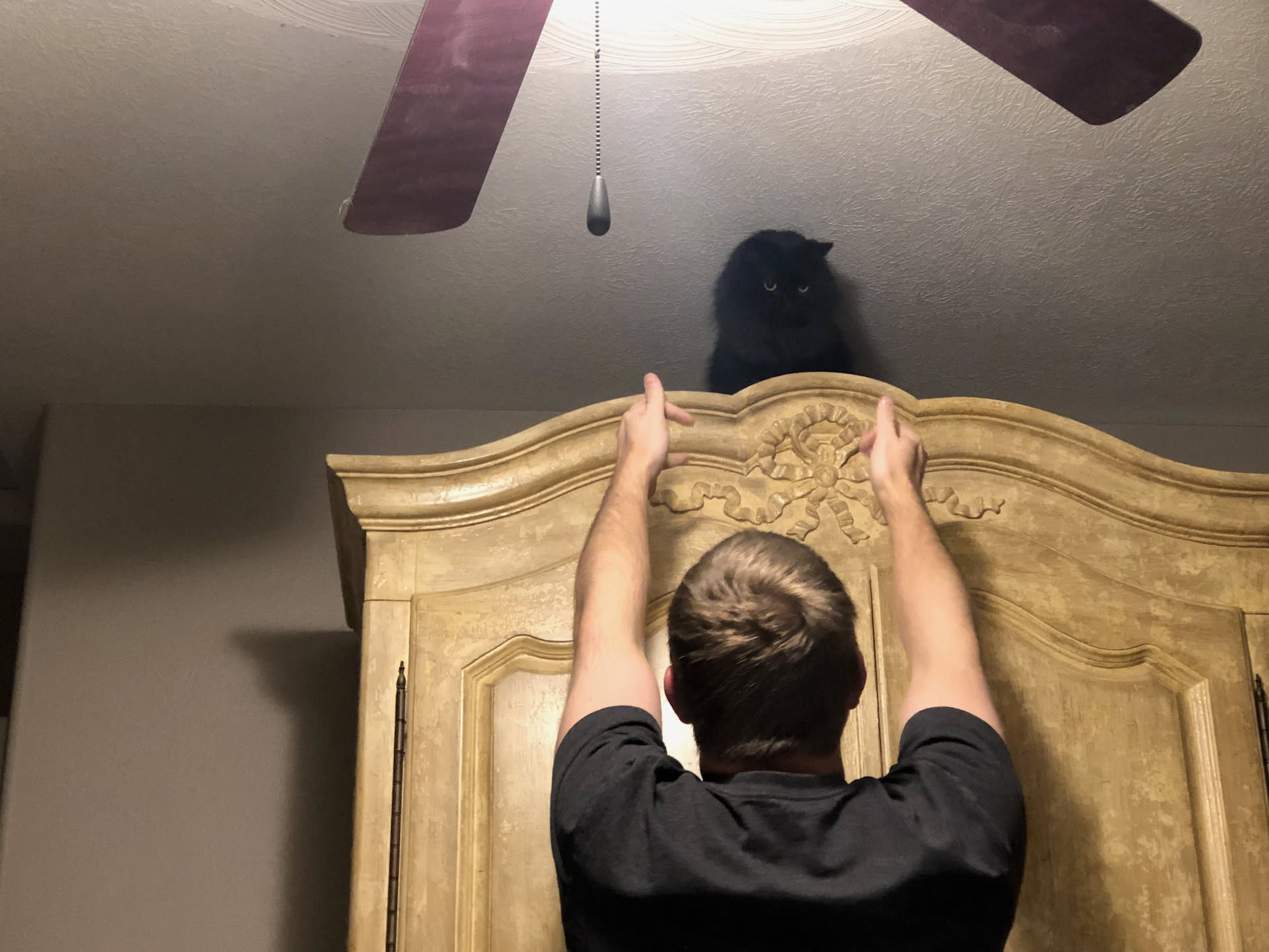 As a joke, I put Gotham on top of Deanna’s dresser… and well, he felt stuck and needed help down lol.