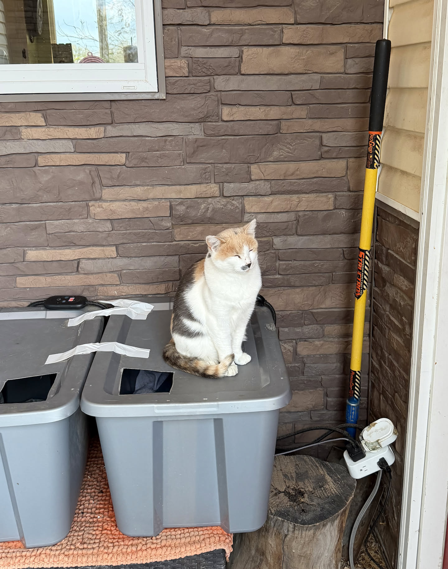 Super friendly cat. that I saw on my route today.
