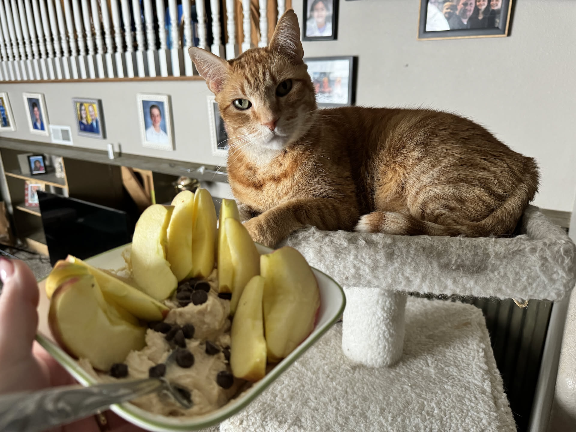 Tater is very interested in Deanna’s breakfast.