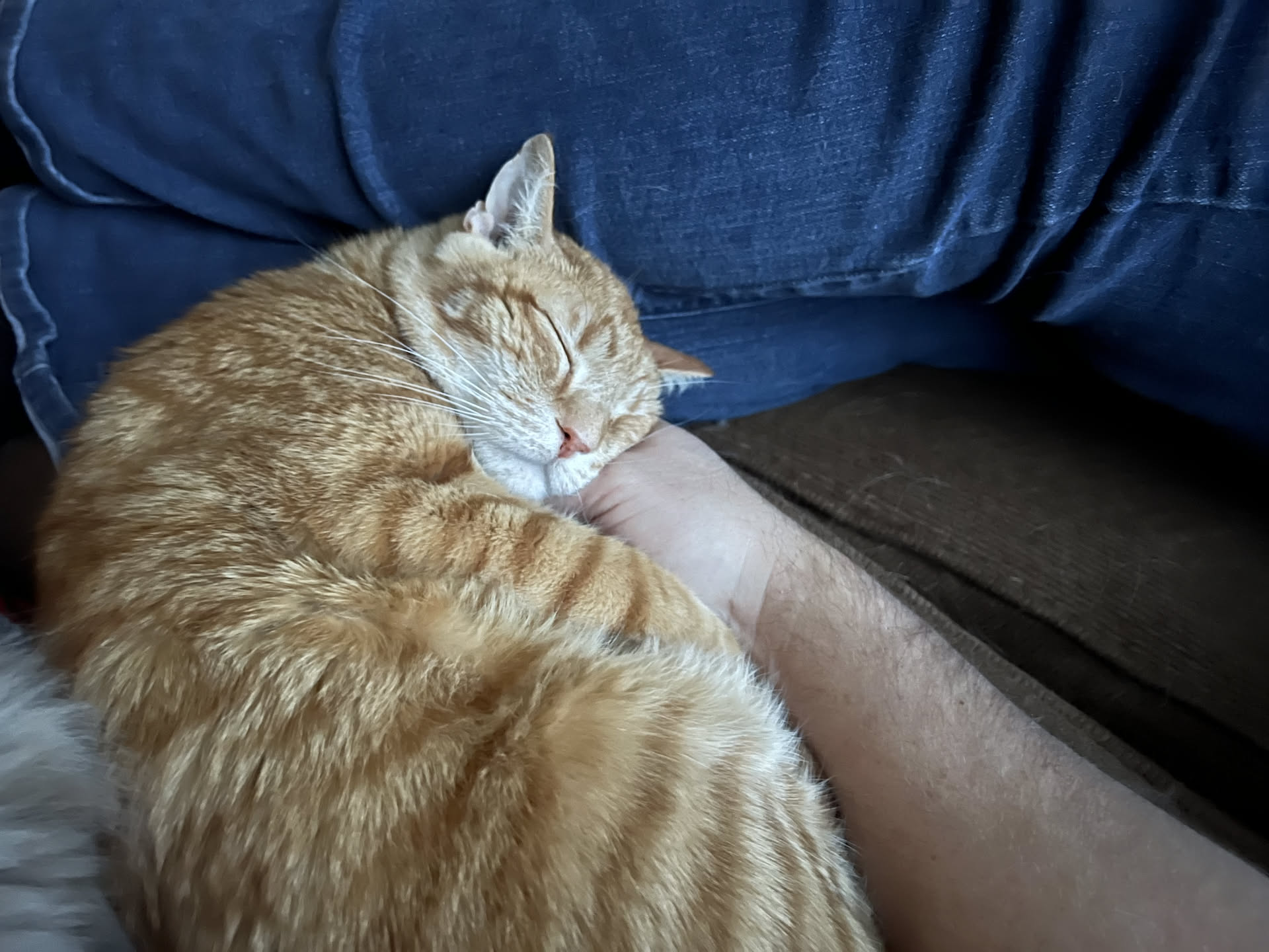 Tater cuddling in to Nick’s hand.