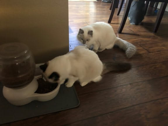 The Irby kittens looking cute while they eat.