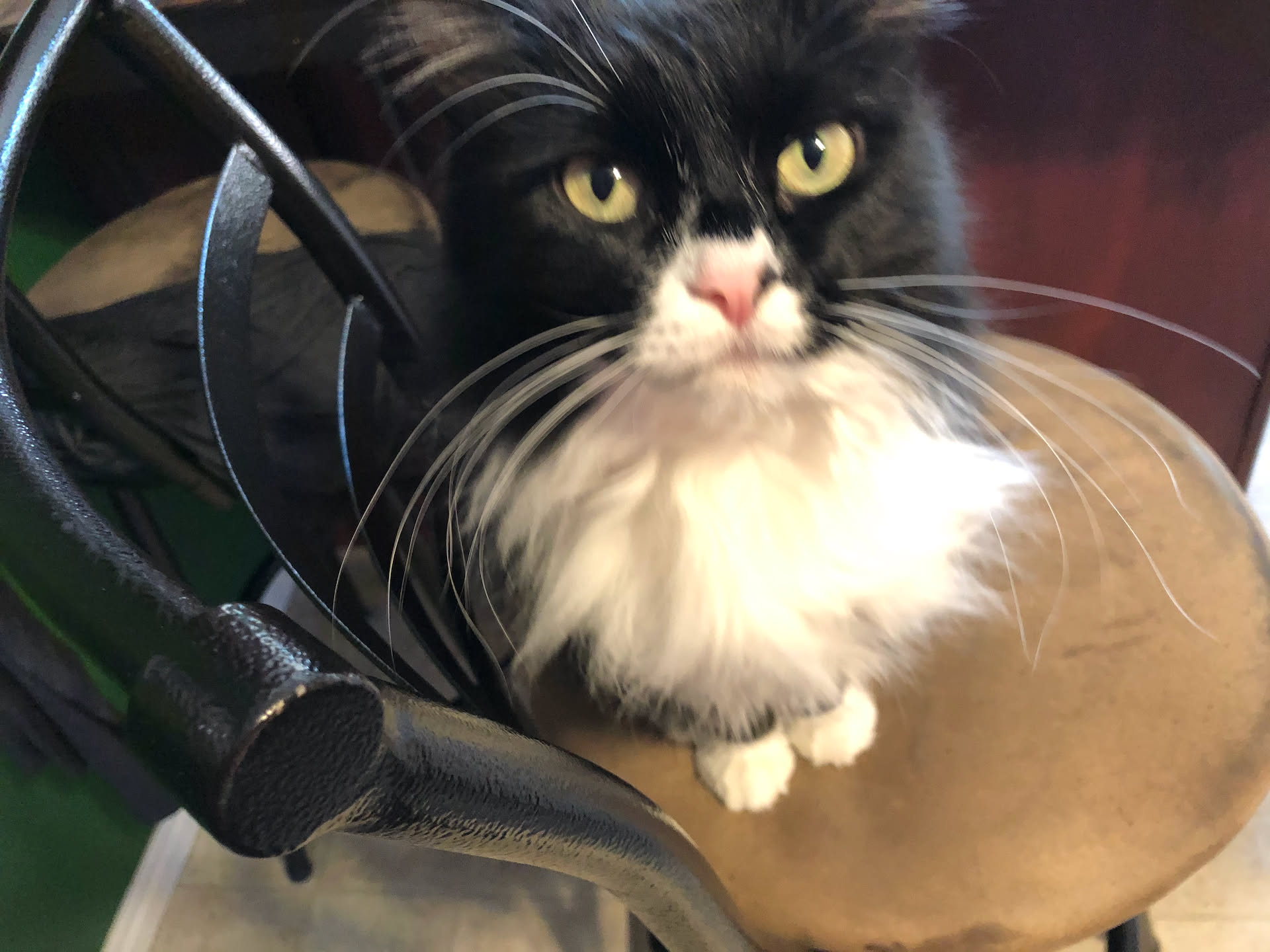Pickles is always judging,