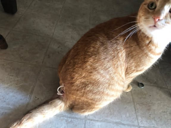 Tater Tot had to have surgery today, and we have to leave the drainage tubes in for awhile… poor guy.