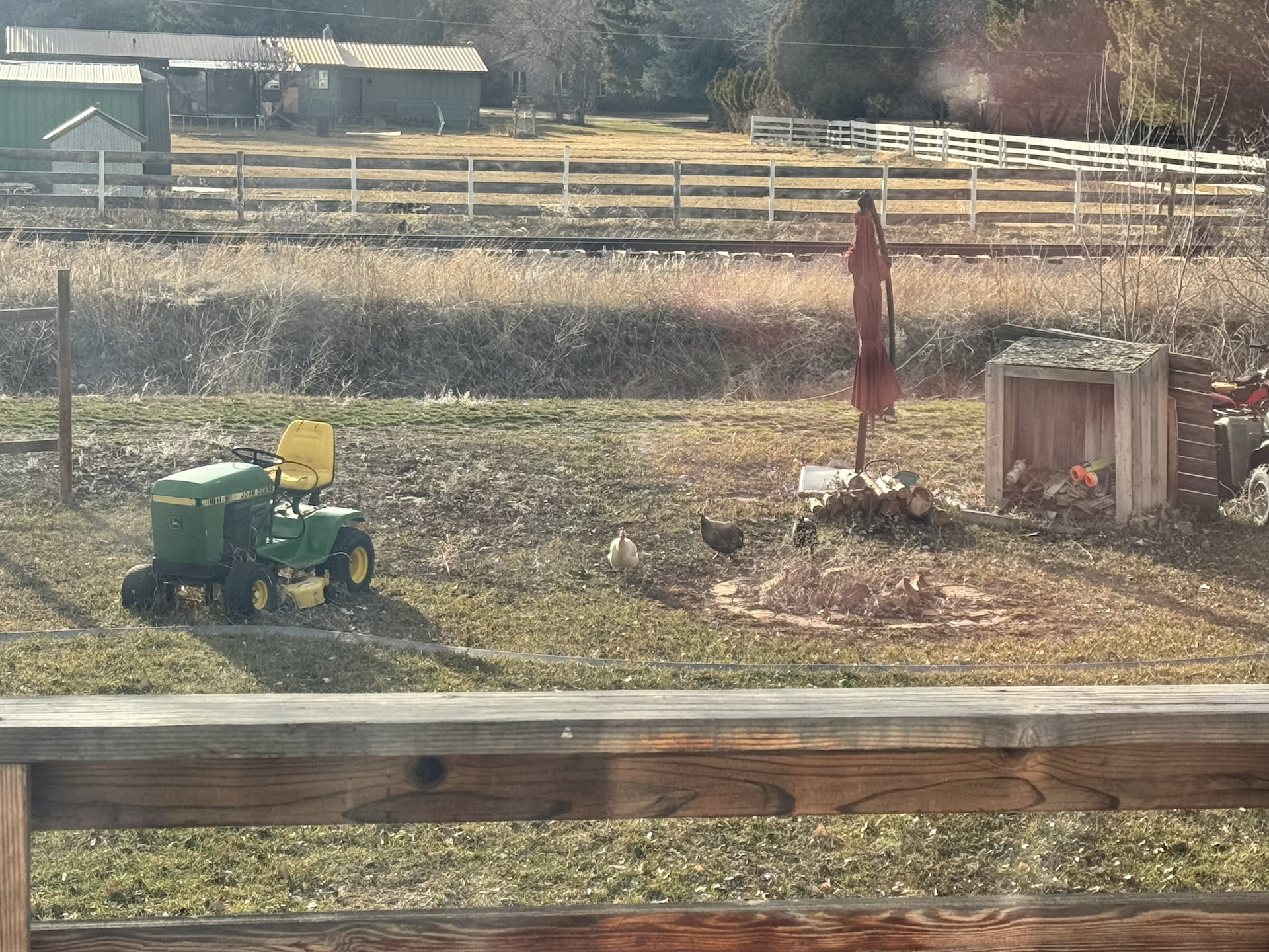 Yesterday some turkeys wandered into our yard.