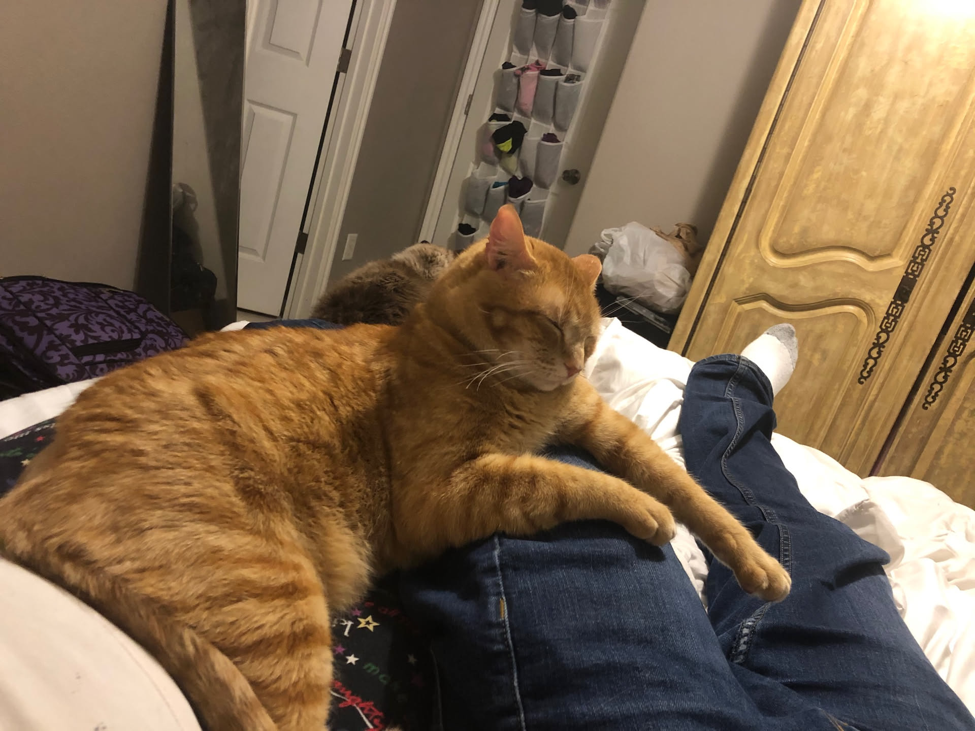 After dinner we laid in bed watching TikTok resting our full stomachs… Tater decided to lay with us.