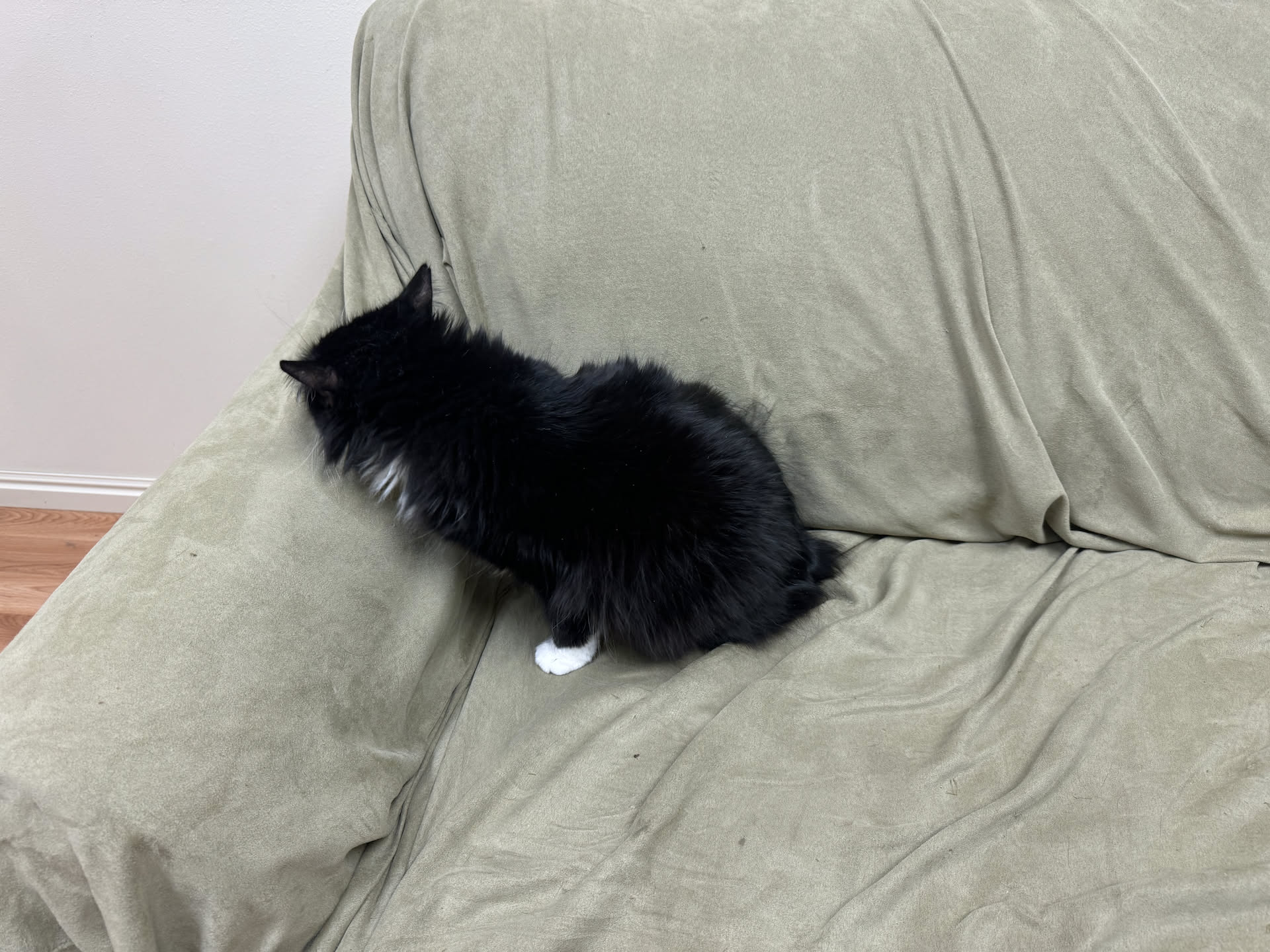 Deanna had to take Granny’s cat Pickles to the vet… she was so mad at her that this was the best picture she could get.