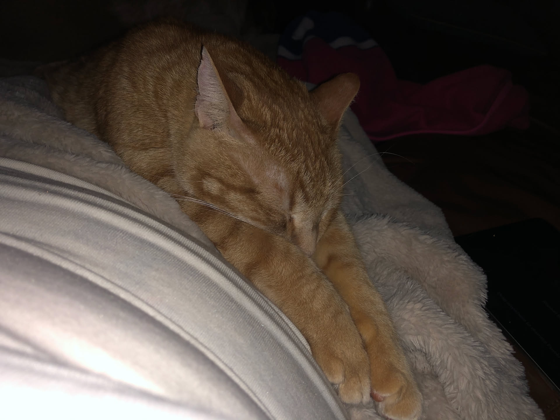Tatertot is ready for bed.