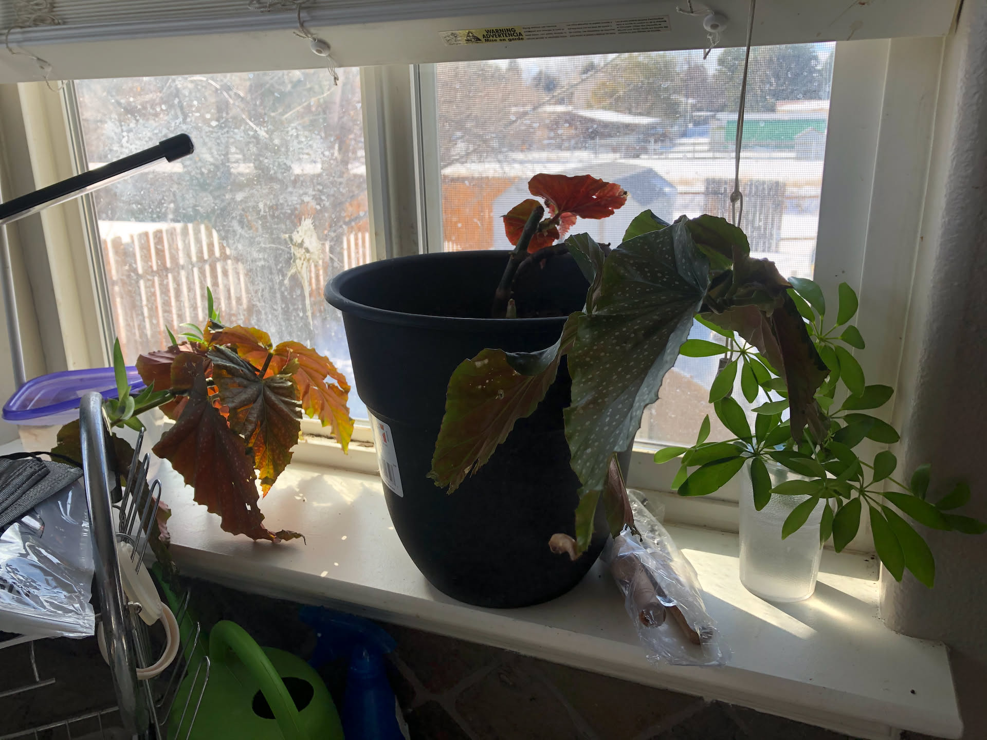 Deanna wanted to show off her green-thumb and all the plants around our house.