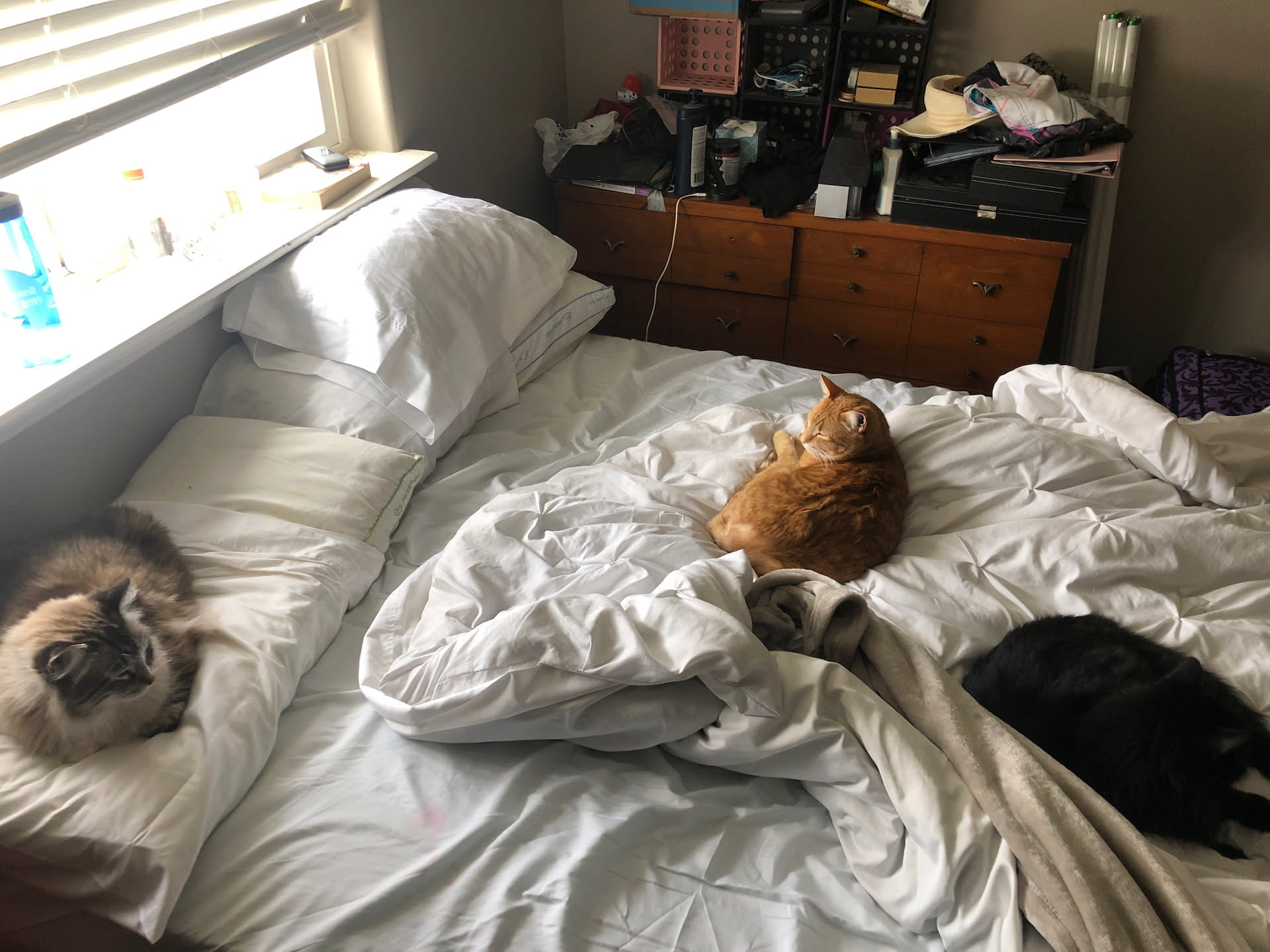 Tried to take a nap at lunch yesterday… but the boys thought they would nap with me, and one is now into sleeping on my head… so I really didn’t get that nap.