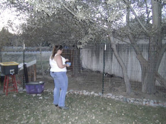 Time to feed and tend to the ducks.